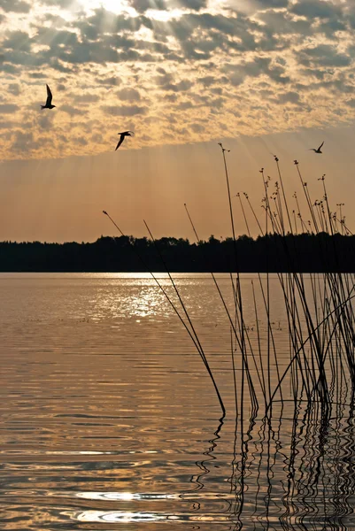 Paisagem do lago da manhã com o nascer do sol sobre a floresta e pássaro — Fotografia de Stock