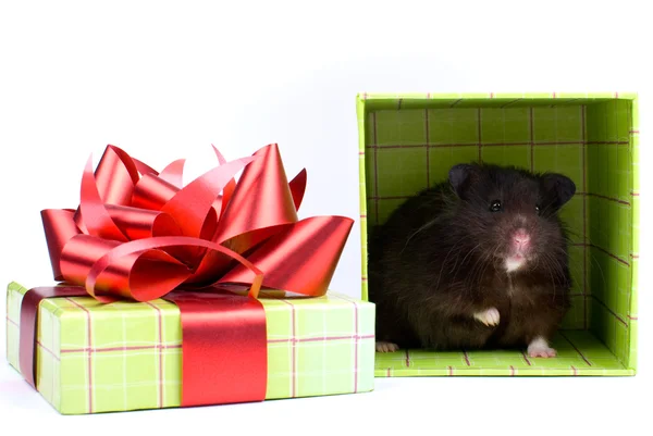 Zwarte Syrische hamster als een geschenk in vak op witte achtergrond — Stockfoto