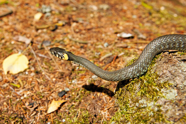 Grass snake in forest background. Natrix natrix