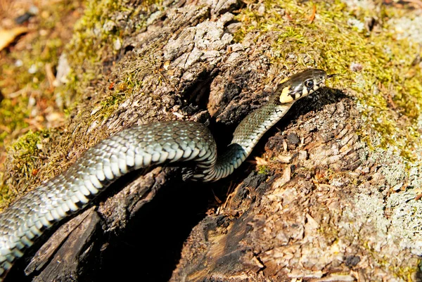 Serpiente de hierba en el fondo del bosque. Natrix natrix — Foto de Stock