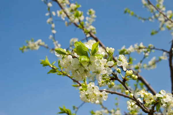 Blossoming tree — Stock Photo, Image