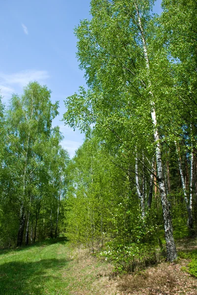 Sunny spring forest — Stock Photo, Image