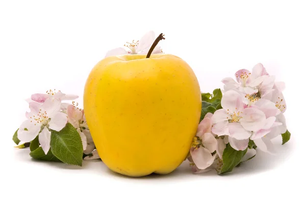 Manzana amarilla madura y flores de manzano sobre un fondo blanco — Foto de Stock