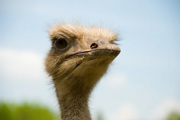 Portret van struisvogel over de aard — Stockfoto