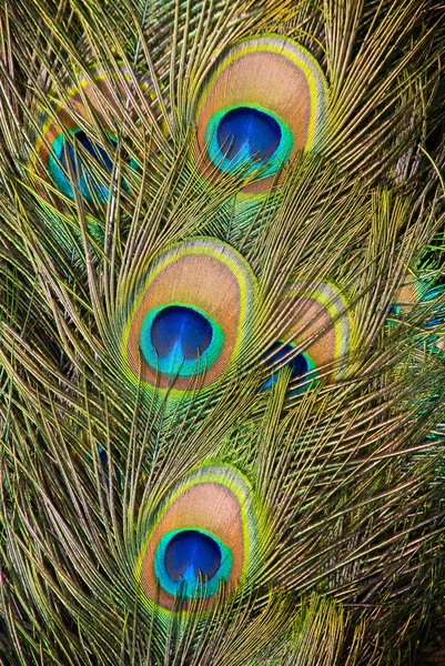 Plumas de pavo real — Foto de Stock