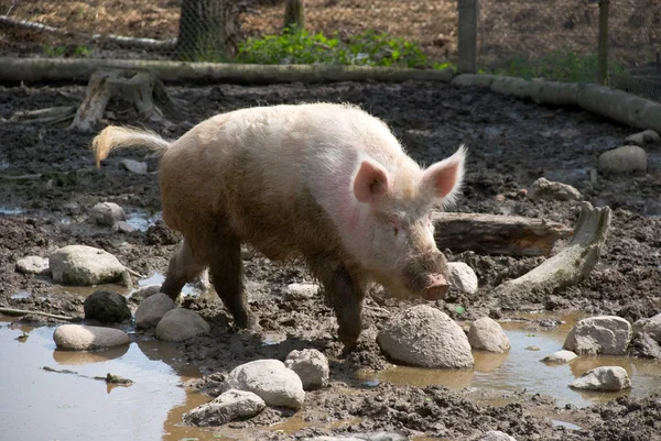 Dirty pig — Stock Photo, Image