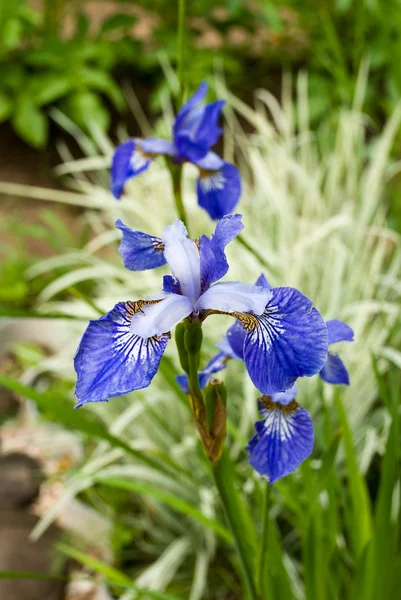 Vackra iris. — Stockfoto