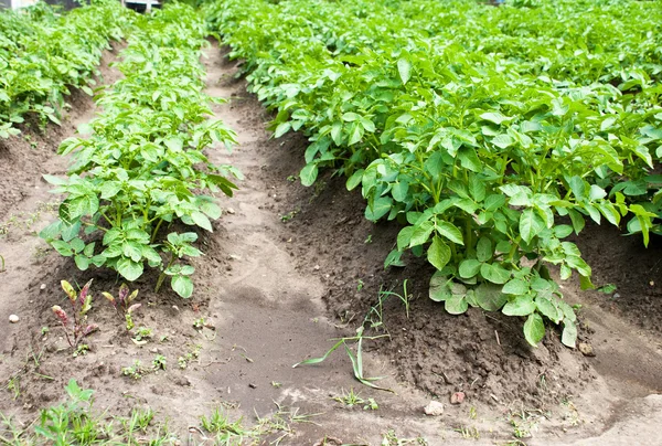 Linhas de batatas no campo — Fotografia de Stock