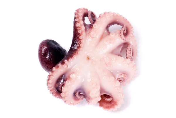 Petite pieuvre sur fond blanc — Photo