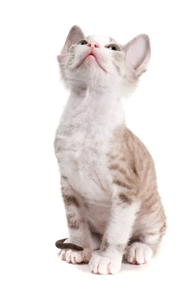 Little Sphynx kitten isolated on the white background — Stock Photo, Image