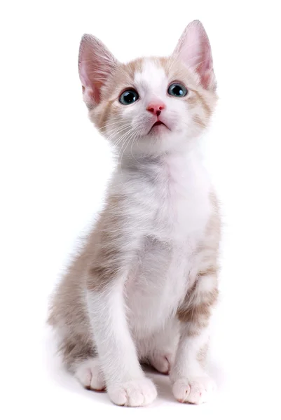 Pequeno gatinho isolado no fundo branco — Fotografia de Stock