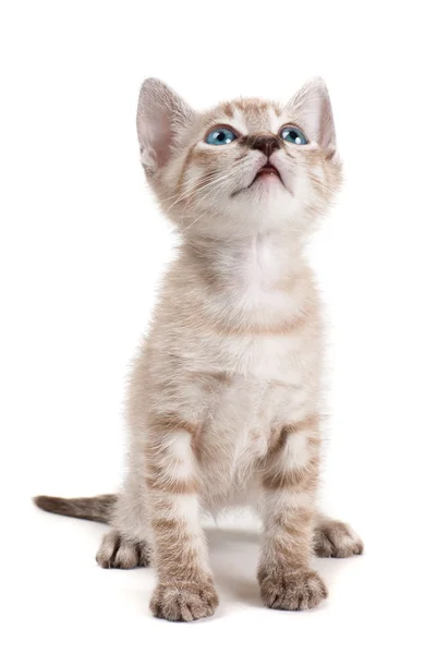 Pequeno gatinho isolado no fundo branco — Fotografia de Stock