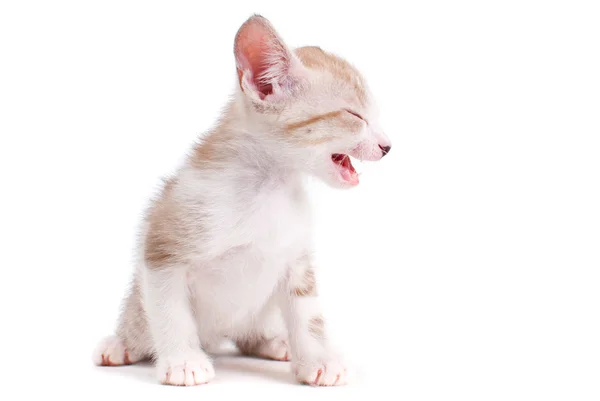 Pequeño gatito aislado sobre el fondo blanco —  Fotos de Stock