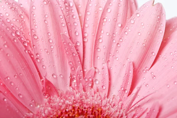 Rosa gerbera flor margarida em um fundo branco — Fotografia de Stock