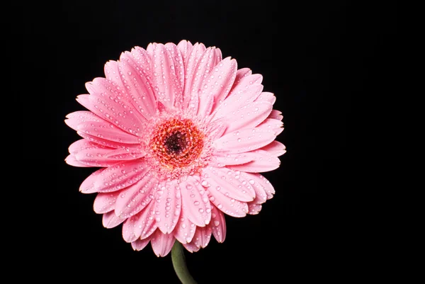 Rosa gerbera flor margarida com gotas de água em um fundo preto — Fotografia de Stock