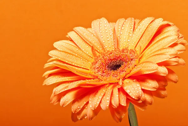 Gelbe Gerbera-Gänseblümchen-Blume auf orangefarbenem Hintergrund — Stockfoto