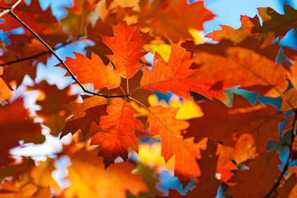 Hojas de roble rojo de otoño — Foto de Stock