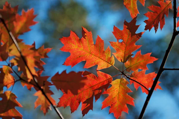 Autunno foglie di quercia rossa — Foto Stock