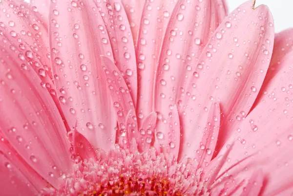 Gerbera rose fleur de marguerite sur un fond blanc Images De Stock Libres De Droits