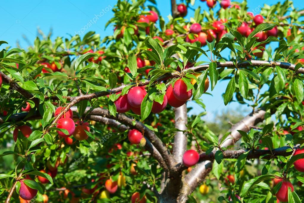 árvores de fruto de pequeno porte