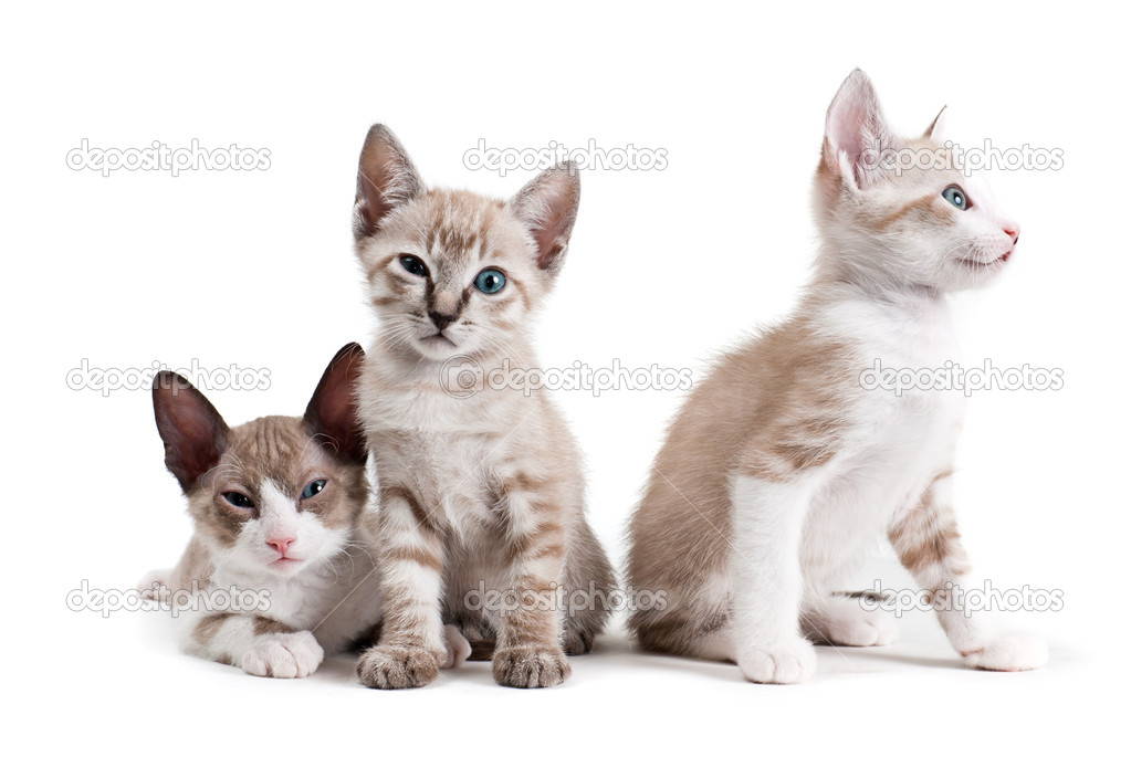 Little kittens isolated on the white background