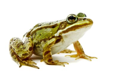 Rana esculenta. Green (European or water) frog on white backgrou clipart