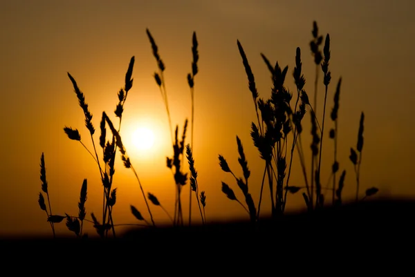 Silhouette of grass on a great summer sunrise background — Stock Photo, Image