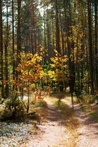 Güneş ışığı altında sonbahar orman yolu — Stok fotoğraf