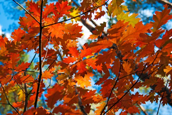 Hojas de roble rojo de otoño — Foto de Stock