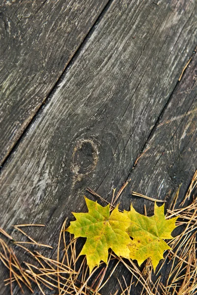 もみの針と黄色の葉を持つ木製の秋の背景 — ストック写真