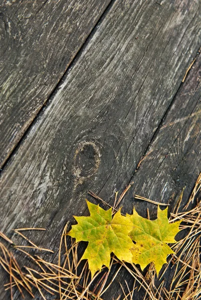 Fondo autunnale in legno con aghi di abete e foglie gialle — Foto Stock