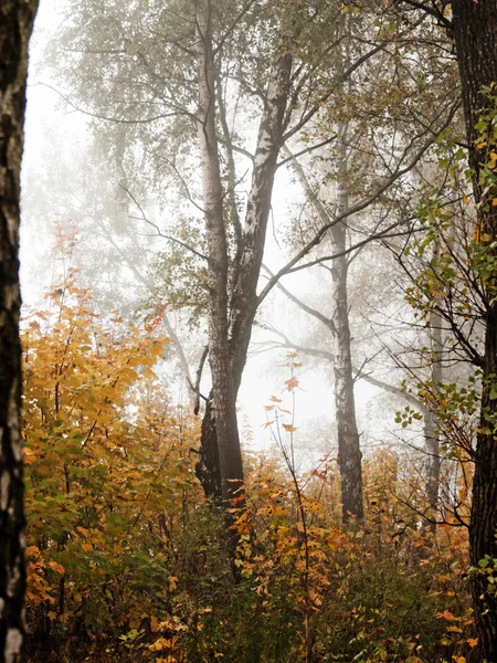 Árboles otoñales y niebla — Foto de Stock