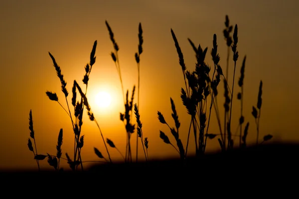 Silueta de hierba sobre un gran fondo de salida del sol de verano Fotos De Stock