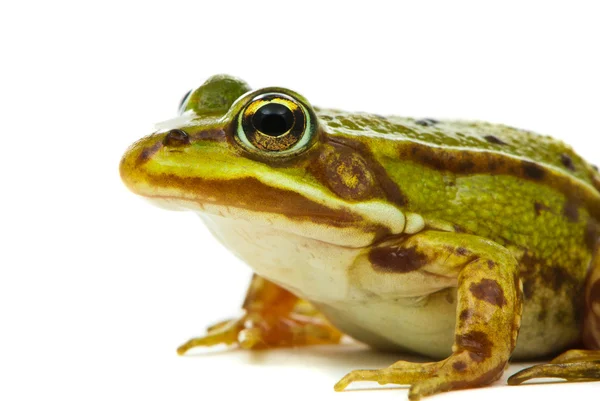 Rana esculenta. Groene (Europese of water) kikker op witte CHTERGRO Rechtenvrije Stockfoto's