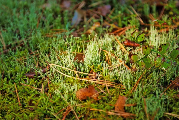 Ярко-зелёный мох Стоковое Изображение
