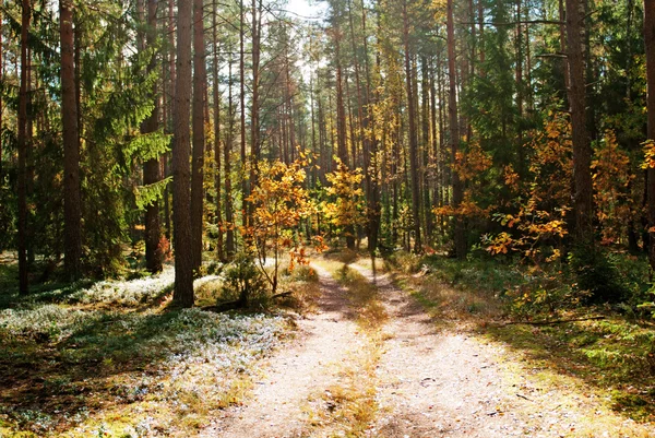 Herfst bos weg in het zonlicht Rechtenvrije Stockfoto's
