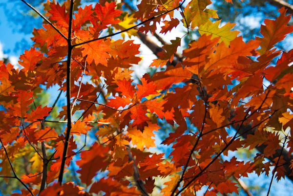 Hojas de roble rojo de otoño Fotos De Stock