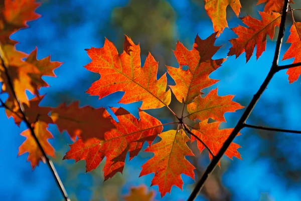 Hojas de roble rojo de otoño Fotos De Stock Sin Royalties Gratis