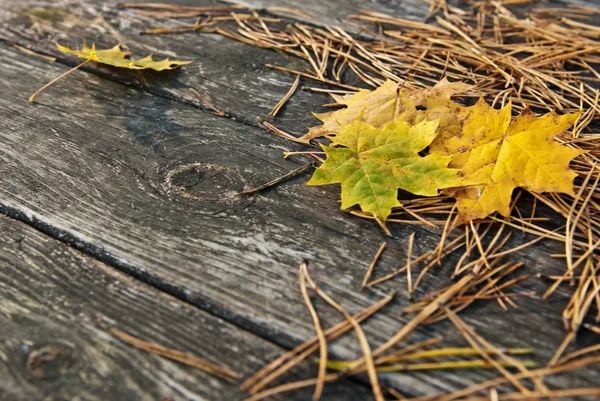 もみの針と黄色の葉を持つ木製の秋の背景 ロイヤリティフリーのストック画像
