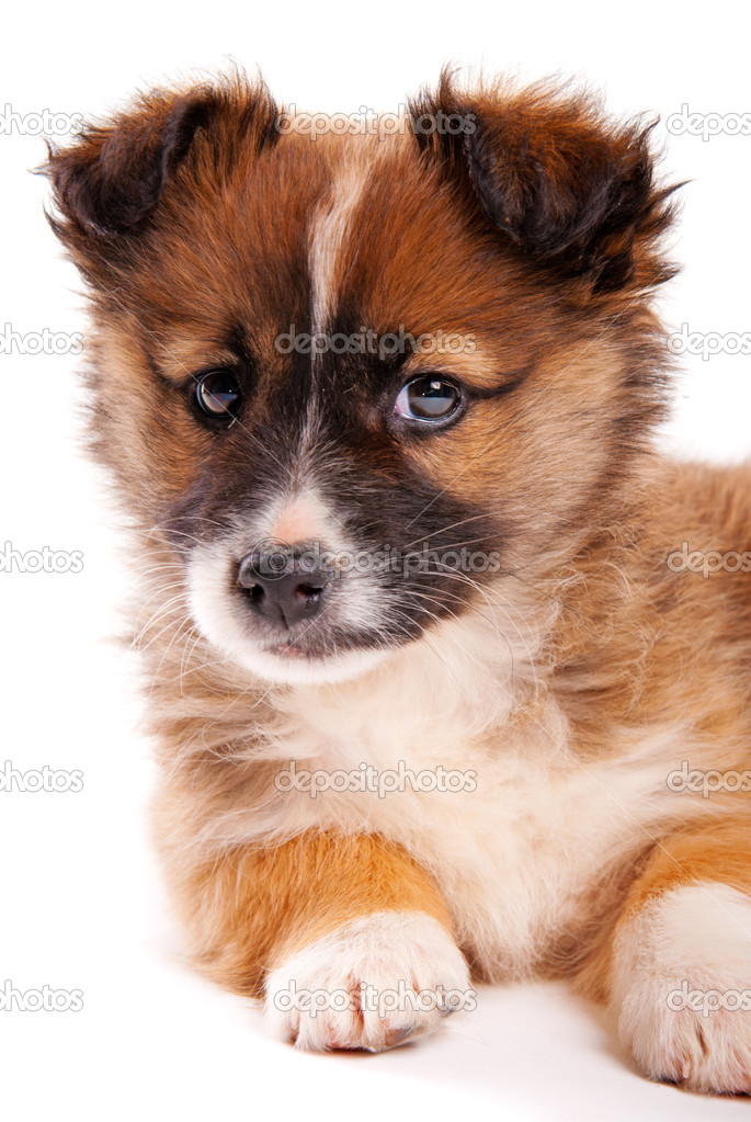 Puppy isolated on white background