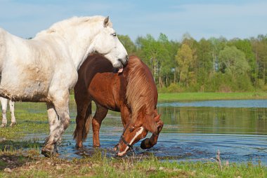 iki at su bahar arka plan üzerinde oynamak