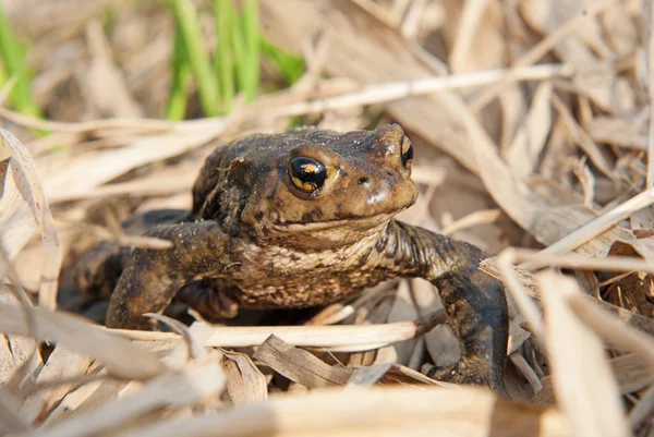 Покупатель. Обычная (европейская) жаба на фоне весенней травы . — стоковое фото