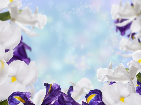 Floral Border with Iris Flower — Stock Photo, Image