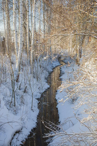 Paisaje de invierno con abedules Fotos de stock libres de derechos