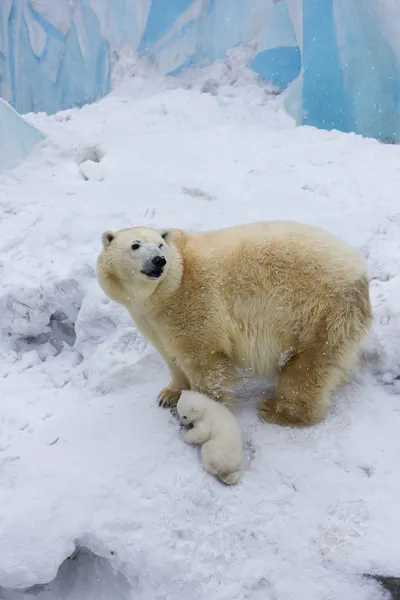 カブとシロクマ — ストック写真