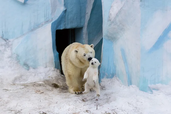 Polar bear with cub — Stock Photo, Image