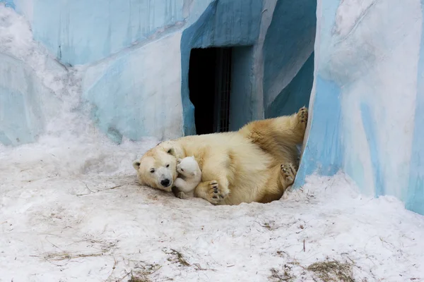 Ijsbeer met cub — Stockfoto