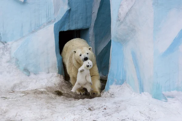 Urso polar com filhote — Fotografia de Stock