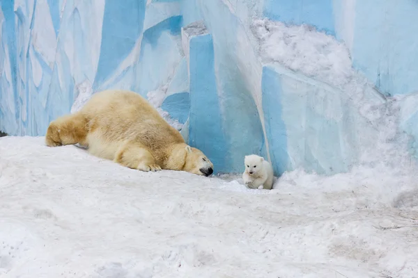 Ours polaire avec ourson — Photo