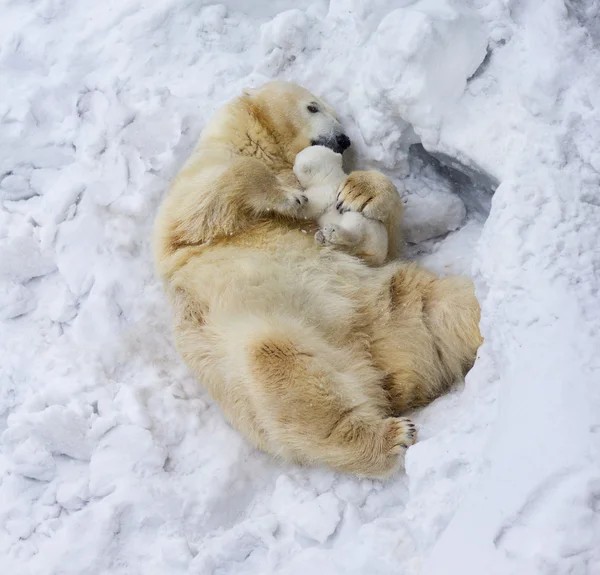 Eisbär mit Jungtier — Stockfoto